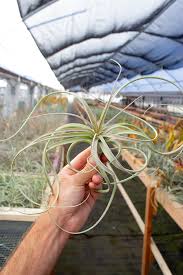 Image result for Ottelia exserta