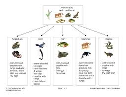 chart vertebrates