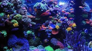 Ai Hydra 26 Hd Review Led Light For Advanced Reef Beautiful Sea Creatures Marine Aquarium Reef Tank