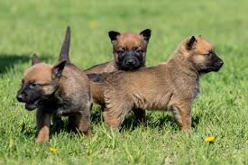 A gsd belgian malinois mix puppy can cost between $500 and $2000. 5 Things To Know About Belgian Malinois Puppies Greenfield Puppies