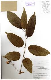 Image result for Burseraceae