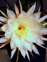 Tanhua Flower Crazy Rich Asians Flowers Orchid Cactus