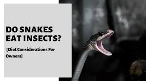 They are called kingsnake because of their bravery in the face of venomous snakes. Do Snakes Eat Insects Diet Considerations For Owners