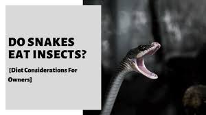 So, what do spiders like to eat? Do Snakes Eat Insects Diet Considerations For Owners