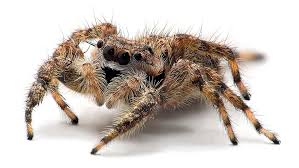 Image result for Arachniodes webbiana