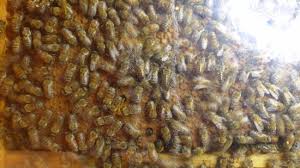 So many things are bothering me but you know bees are free so many things i refuse to be i'd like to be be a bee i'd like to be be a bee. Bee Museum Pastida Bee Museum Yorumlari Tripadvisor