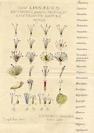 Plant Evolution And Taxonomy Botanical Art Artists