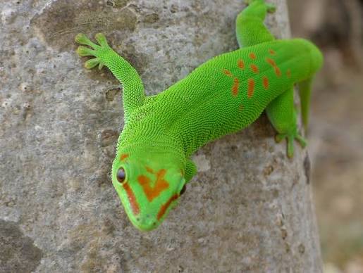 Impurest's Guide to Animals #75 - Leach's Giant Gecko