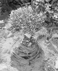 Image result for Ascolepis pusilla