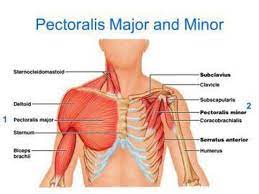 Related posts of chest muscles diagram muscle gross anatomy. Stretch Tight Chest Muscles Prepare Next Chest Workout