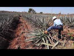 When i say the words succulent. Making Tequila Harvesting A Blue Agave Plant In Mexico Youtube