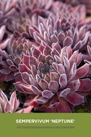 Check spelling or type a new query. Sempervivum Neptune Succulents And Sunshine Succulents Sempervivum Planting Succulents