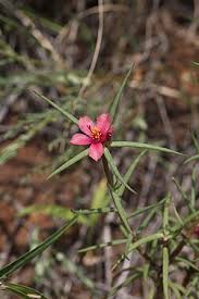 Image result for Portulaca kermesina