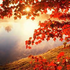 | happy first day of the month. Good Morning Autumn Sunlight Hd Wallpaper