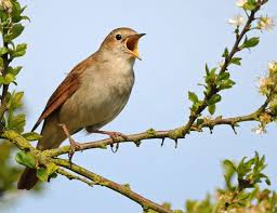 Image result for nightingale bird images