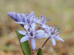 Image result for Scilla