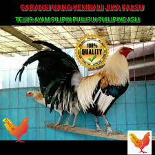 Pencinta ayam philipina bontangsangatamarangkayumuara badak. Paket 5 Butir Telur Ayam Pilipin Philipin Philipine Import Asli Shopee Indonesia