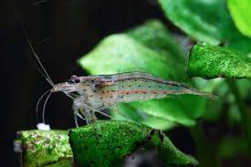 Amano Shrimp Detailed Guide Care Diet And Breeding Shrimp And Snail Breeder Aquascape Betta Fish Tank Fish Tank
