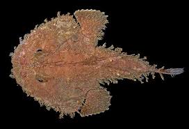 Image result for Lophiocarpaceae