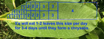 This Common Milkweed Leaf Is 10 Long 1s Get Squares 2 S Get X1 3 S 1 Square 4 S About 2 X 4 5 S Get 1 2 Whole L In 2020 Milkweed Day 10 Things