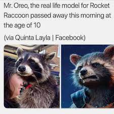 Mr Oreo The Real Life Model For Rocket Raccoon Passed Away Meme Ahseeit
