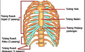 Maybe you would like to learn more about one of these? Fungsi Tulang Dada Pengertian Fungsi Dan Susunan Tulang