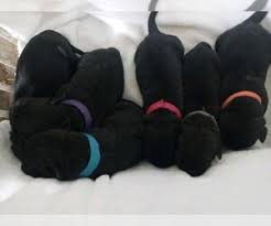 Students can build a valuable network of colleagues and professional references that can help them get an internship or job in the future. Puppyfinder Com Cane Corso Puppies Puppies For Sale Near Me In Tallahassee Florida Usa Page 1 Displays 10