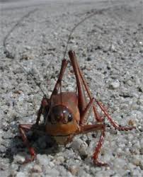 Mormon Crickets - Emergency Management Ada County