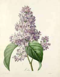 Royal Horticultural Society Quality Prints Frames Canvas Art Flower Prints Art Flower Art Botanical Art