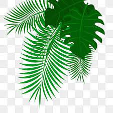 Hubungi pengunggah untuk mendapatkan lebih banyak manfaat seperti lisensi bisnis, penyesuaian yang dipersonalisasi, resolusi tinggi yang lebih baik, berbagai format file, dan lainnya. Palm Leaves Coconut Leaf Leaf Clip Png And Vector With Transparent Background For Free Download In 2021 Coconut Leaves Leaves Illustration Coconut Vector