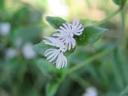 Image result for Elephantopus