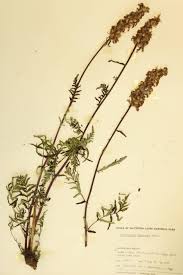 Image result for Orobanchaceae