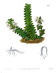 Image result for Angraecum distichum