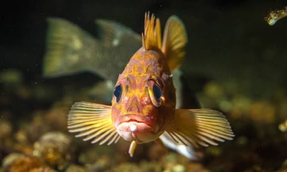 Rosy rockfish facts and deep reef habitat