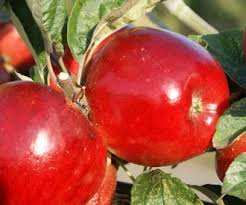 With their intense dark green foliage, thuja can can trees have a richness in color. Norfolk Royal Apple Fruit Trees For Sale Order Online