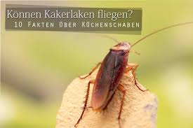 Kakerlaken finden viele wege ins haus und werden nicht nur von unhygienischen zuständen angezogen. Konnen Kakerlaken Fliegen Wissenswertes Uber Kuchenschaben