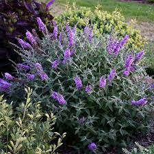Buddleia Lavender Cupcake Pp28221 Walters Gardens Inc