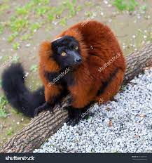 Red Ruffed Lemur Varecia Rubra And Its Cuteness Looks Into The Camera Lemur Cute Animals Animals