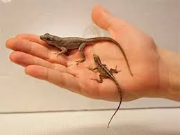 I have a pest control guy who sprays for other insects there every month. 7 Best Lizard Repellents 2021 Updated Smart Tips And Solutions