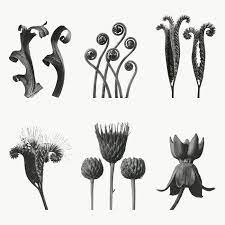Black And White Macro Plant Photography Set Transparent Png Premium Image By Rawpixel Com Nap