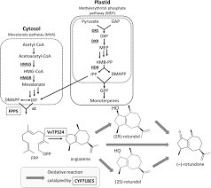 Je créé dans ma région. May Peppery Wines Be The Spice Of Life A Review Of Research On The Pepper Aroma And The Sesquiterpenoid Rotundone Oeno One