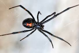 So you can have one in your home and never see it. Spider Bites How Dangerous Are They