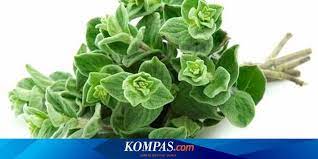 Oregano adalah tanaman herbal yg mengagumkan oregano dapat dimanfaatkan untuk bumbu dan pencegahan dan pengobatan penyakit yang banyak sekali sayang kalau. Oregano Rasanya Khas Banyak Khasiatnya Halaman All Kompas Com