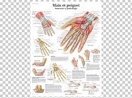 anatomy and pathology wrist hand human body png clipart