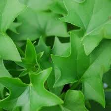 Image result for Delairea odorata