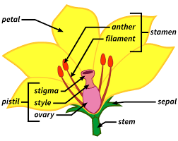 And their functions many flowers have male parts and female parts. Reach For The Sun Warm Up Lesson What Are The Structures Of Flowering Plants Filament Games