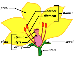 The ovary lies at the bottom of the blossom. Reach For The Sun Warm Up Lesson What Are The Structures Of Flowering Plants Filament Games
