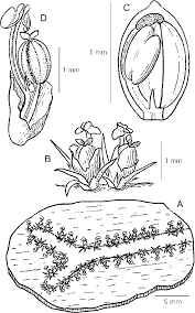 Image result for Sericanthe leonardii