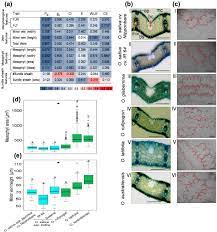 New york university, new york, ny. Anatomical Features Efficient Photosystem And Rubisco Activity Contribute To High Leaf Photosynthesis In Wild Rice Biorxiv