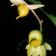 Image result for Disa satyriopsis